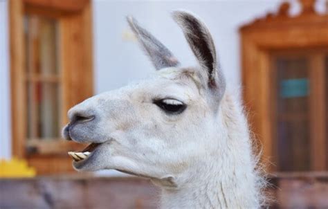 Llama Antibodies Used To Create ‘Nanobodies’ That Neutralize Coronavirus