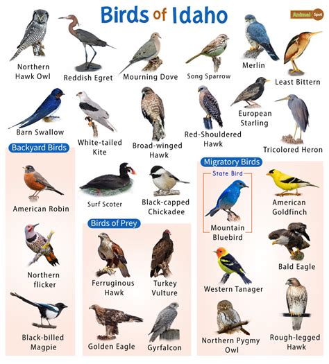 List of the Common Birds Found in Idaho – Facts with Pictures