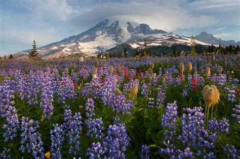 Sunrise at Mount Rainier: The April Photo of the Month — The Nature Conservancy in Washington