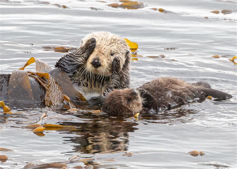 Morro Bay | Peekaboo Otter