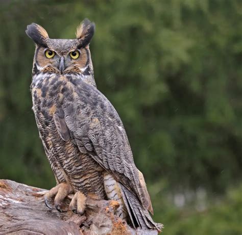 6 Species of Owl in Indiana - Bird Advisors