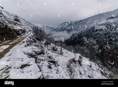 Snow covered tree in himalayas in winters - India Stock Photo - Alamy