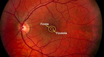 Ophthalmic Electrophysiology | Department of Ophthalmology and Visual Sciences