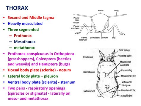 SOLUTION: Lec 6 structure of insect thorax and its appendages 1 ppt - Studypool