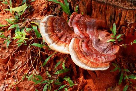 Growing Reishi Mushrooms - Easiest Way to Grow In 5 Easy Steps