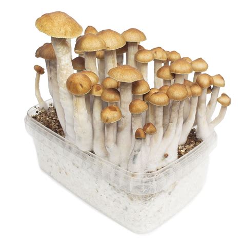 Golden Teacher Mushroom - Globaldispendsary - mushrooms