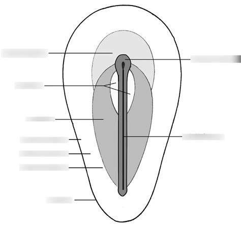 Reader H4 Figuur 21: Fate map van de epiblast Diagram | Quizlet