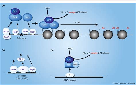 NAD biosynthetic process | Semantic Scholar