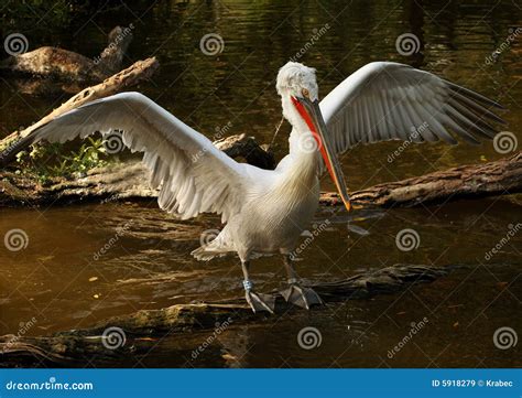 Diving petrel stock image. Image of beak, bill, pelican - 5918279