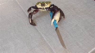 Crab With Knife Bravely Fends Off Idiot With Camera | Crabs animal, Crab, Cute funny animals