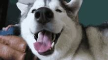 Happy Happy Husky GIF - Happy HappyHusky Husky - Discover & Share GIFs