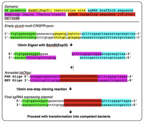 Schematic overview of DNA oligo design and cloning reaction for single sgRNA cloning