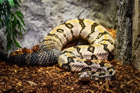 Timber Rattlesnake | Potter Park Zoo