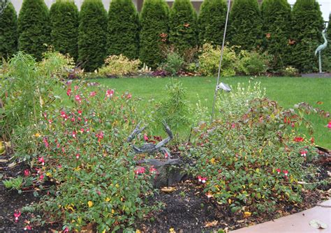 Debbie Angel's Garden: Hardy Fuchsias still blooming in December