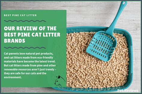 6 Best Pine Cat Litters With Our 2022 Budget-Friendly Pick