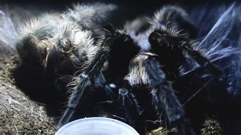 Tarantula molting time lapse - A step to maturity - YouTube