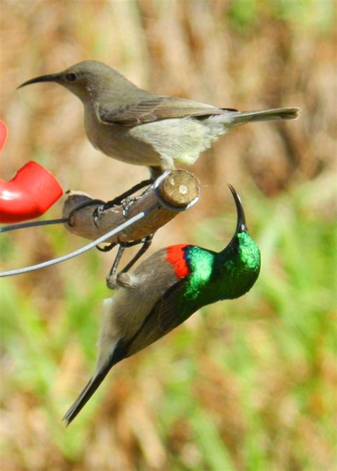 Double-collared sunbird and ladyfriend, Simon's Town, Cape Town, South ...