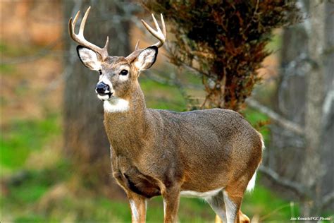 Species- White-tailed Deer also Known as (Odocoileus virginianus or ...