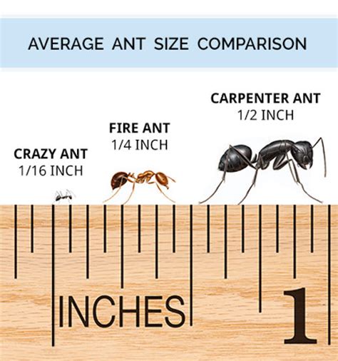 Ant Size Comparison Chart