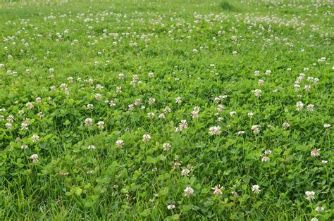 Why People Are Switching Their Lawns to a Clover Lawn