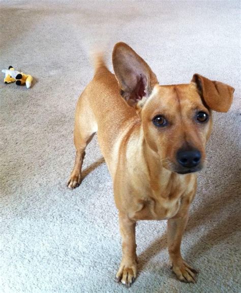 a brown dog standing on top of a white carpet