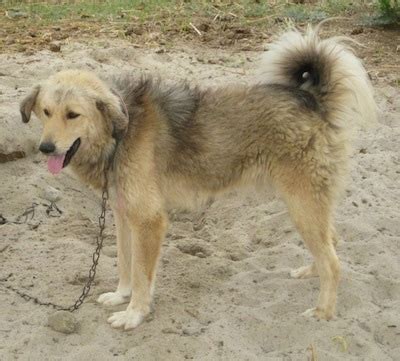 Bakharwal Dog Breed Information and Pictures