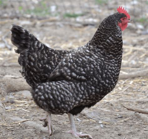 Barred Plymouth Rocks - Heritage Pullets