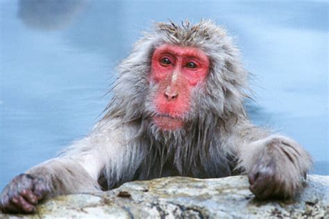 Japanese Macaque: Behavior, Habitat, Diet, and Conservation