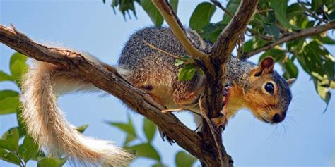 Amazing White Tailed Squirrel - 7 Things You Need to Know!