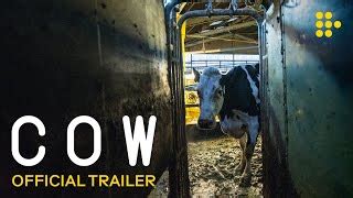 Cow Movie Trailer & Clips