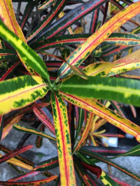 Croton Guide: How to Care For a Croton Plant - Backyard Boss