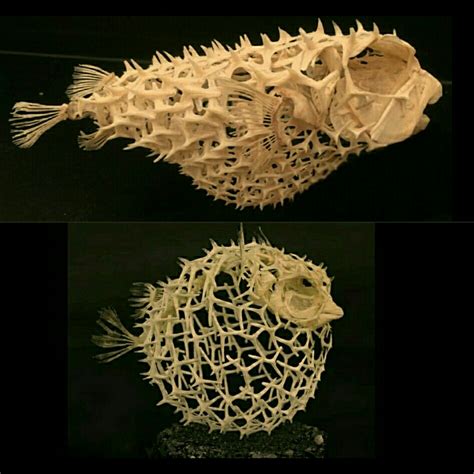 Puffer Fish Skeleton : r/interestingasfuck