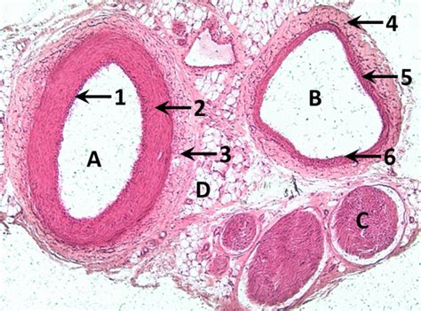 Blood Vessels Pt. 2 (Lab Quiz 2) Diagram | Quizlet