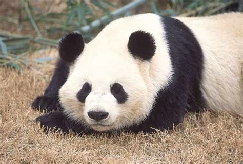 Panda's World More than Black and White | Live Science