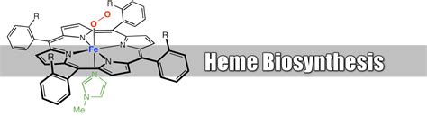 Heme Synthesis : Synthesis of Porphyrin Molecule