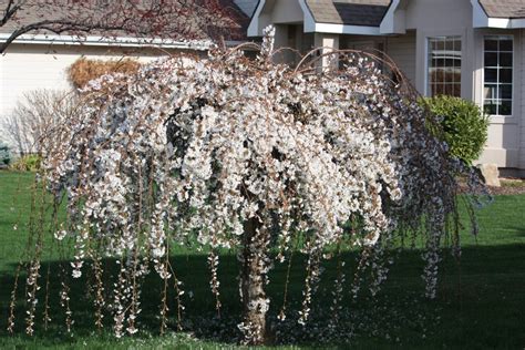 How to Grow the Dwarf Weeping Cherry Tree | HubPages