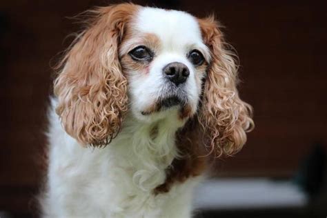 Common Health Issues of the Cavalier King Charles Spaniel