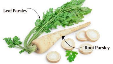 Parsley Leaves Benefits and Uses of Parsley Leaves