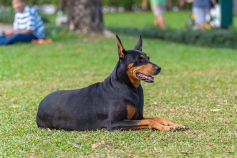 Doberman Ear Cropping: Everything You Need to Know