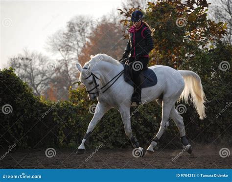 Sunset horseriding stock image. Image of animal, speed - 9704213