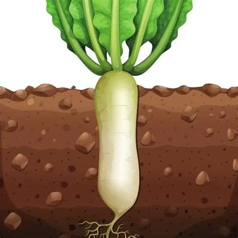 Is Carrot a Taproot or Fibrous Root? All You Need to Know