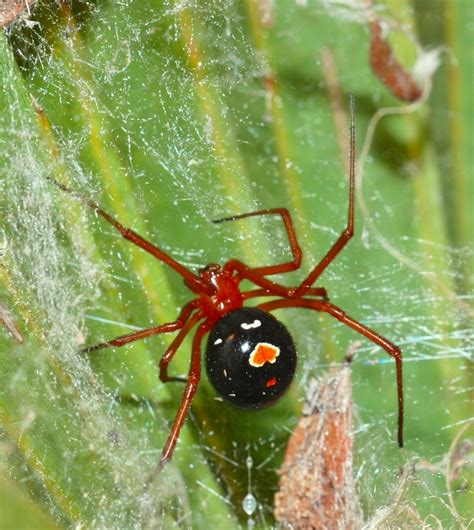 The Red Widow Spider: A Secretive, Harmless Resident in Florida Scrub ...