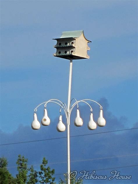 Hibiscus House: Purple Martin Gourds, Tractors etc...