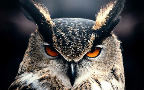 Scary Owl Wallpapers - Top Free Scary Owl Backgrounds - WallpaperAccess