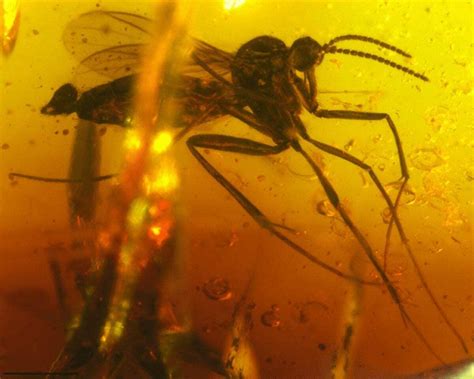 Time flies: Insect fossils in amber shed light on India's geological history