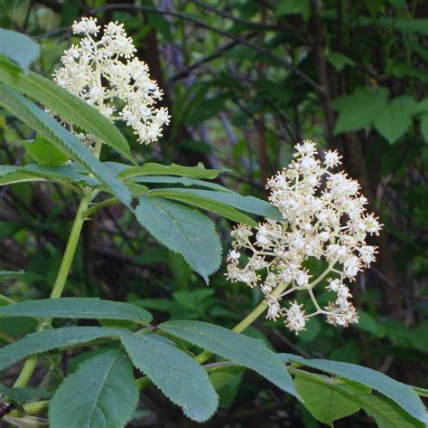 Red Elderberry Flower Essence - Flower Essences | Flower Remedies ...