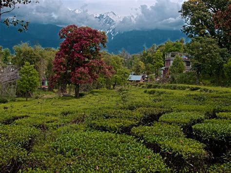 Get To Know Palampur: The Tea Capital Of North India - Nativeplanet