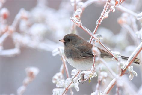 9 Types Of Junco Birds & How To Identify The Dark Eyed Junco