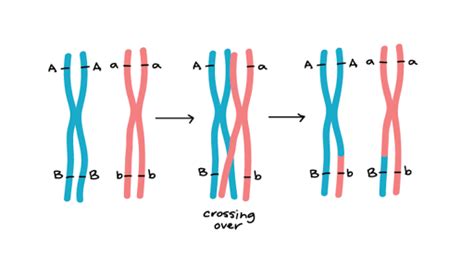 Genetic linkage & mapping (article) | Khan Academy