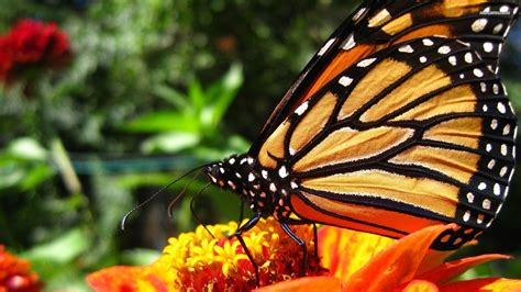 Monarch Butterfly Wallpapers - Wallpaper Cave